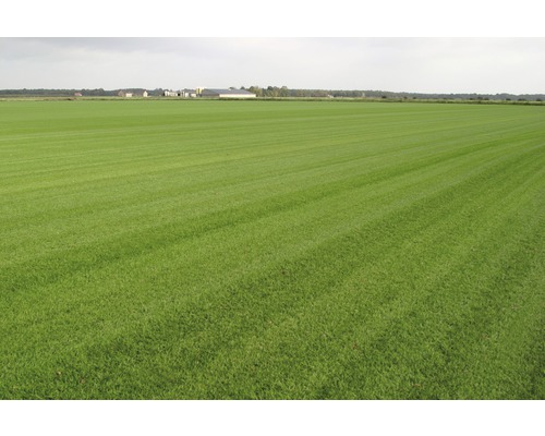 Rollrasen Premium-Rasen Bestellmenge 50 - 99 m² tagesfrisch geschält, extrem strapazier- und widerstandsfähig, regeneriert sehr schnell, Hitze -und Trockenheits- tolerant, kräftiges Grün, der ideale Spielrasen für sonnige bis halbschattige Lagen