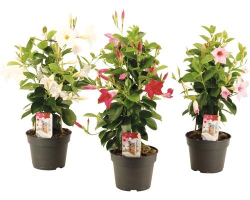 Trichterblüte rot Pyramide FloraSelf Mandevilla H 50-55 cm Ø 17 cm Topf