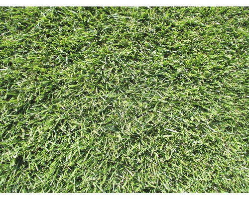 Rollrasen Premium-Rasen Bestellmenge 50 - 99 m² tagesfrisch geschält, extrem strapazier- und widerstandsfähig, regeneriert sehr schnell, Hitze -und Trockenheits- tolerant, kräftiges Grün, der ideale Spielrasen für sonnige bis halbschattige Lagen