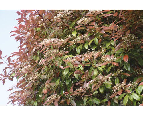 12 x Glanzmispel FloraSelf Photinia fraseri 'Red Robin' H 80-100 cm Co 10 L für ca. 5 m Hecke