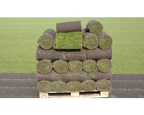 Rollrasen Premium-Rasen Bestellmenge 50 - 99 m² tagesfrisch geschält, extrem strapazier- und widerstandsfähig, regeneriert sehr schnell, Hitze -und Trockenheits- tolerant, kräftiges Grün, der ideale Spielrasen für sonnige bis halbschattige Lagen
