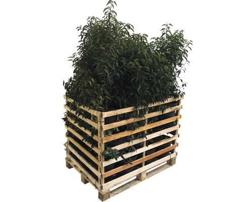 26 x Portugiesischer Kirschlorbeer FloraSelf Prunus lusitanica 'Angustifolia' H 80-100 cm Co 10 L für ca. 10 m Hecke
