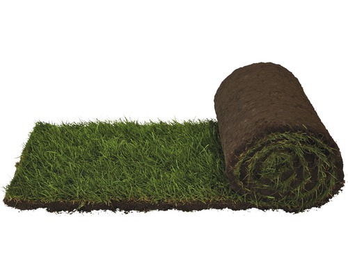 Rollrasen Premium-Rasen Bestellmenge 50 - 99 m² tagesfrisch geschält, extrem strapazier- und widerstandsfähig, regeneriert sehr schnell, Hitze -und Trockenheits- tolerant, kräftiges Grün, der ideale Spielrasen für sonnige bis halbschattige Lagen