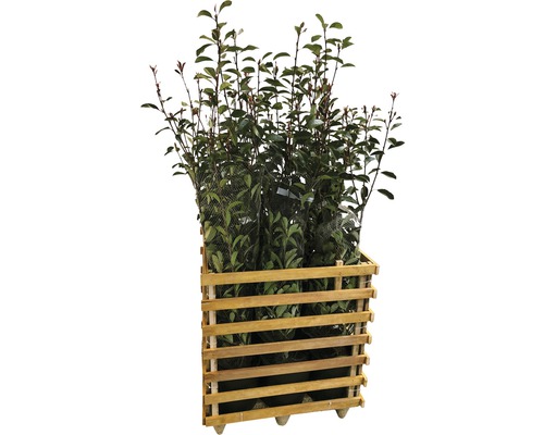 9 x Glanzmispel FloraSelf Photinia fraseri 'Red Robin' H 125-150 cm Co 15 L für ca. 4 m Hecke