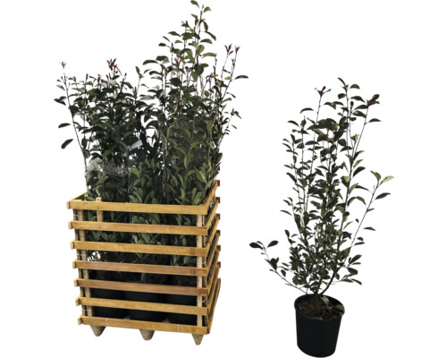 9 x Glanzmispel FloraSelf Photinia fraseri 'Red Robin' H 125-150 cm Co 15 L für ca. 4 m Hecke