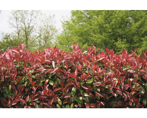 12 x Glanzmispel FloraSelf Photinia fraseri 'Red Robin' H 80-100 cm Co 10 L für ca. 5 m Hecke