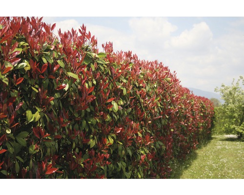 9 x Glanzmispel FloraSelf Photinia fraseri 'Red Robin' H 125-150 cm Co 15 L für ca. 4 m Hecke