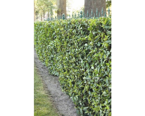 26 x Portugiesischer Kirschlorbeer FloraSelf Prunus lusitanica 'Angustifolia' H 80-100 cm Co 10 L für ca. 10 m Hecke