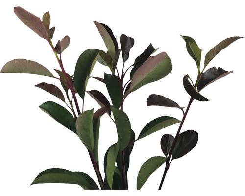 12 x Glanzmispel FloraSelf Photinia fraseri 'Red Robin' H 80-100 cm Co 10 L für ca. 5 m Hecke